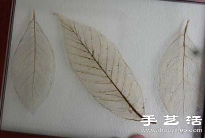 Ҷ걾ô Ҷ걾 -  www.youjiao5.com