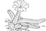 ʻ- ֲʻȫ-ǿ