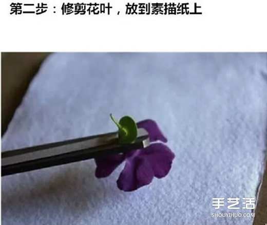 Ҷӡô ҶӡͼƬ -  www.youjiao5.com