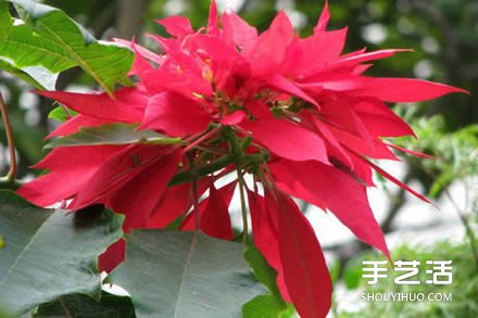 ʥ һƷֽͼ -  www.youjiao5.com