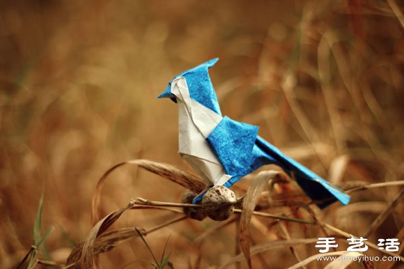 ĴֽС -  www.youjiao5.com